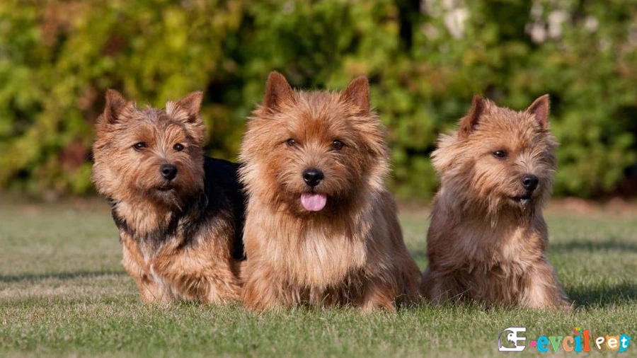 Norwich Terrier Fiziksel Özellikleri