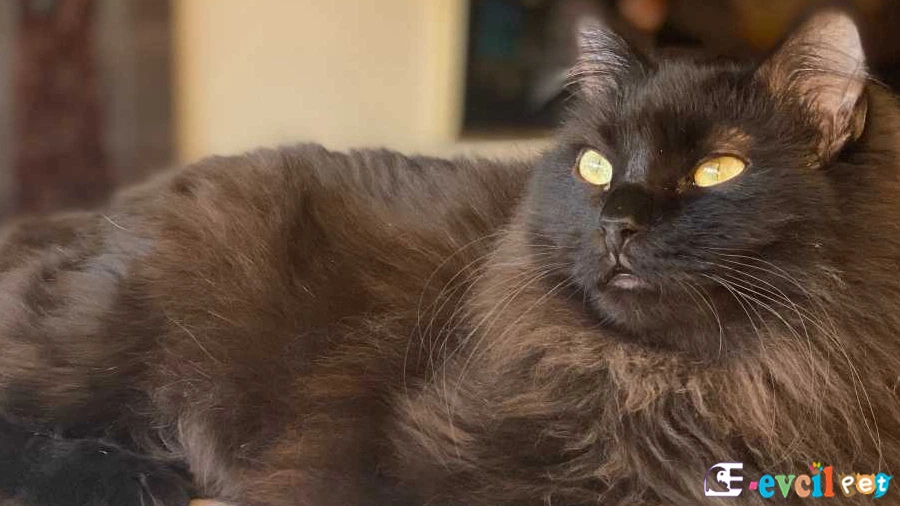 Domestic Medium Hair Kedisi