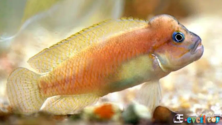 Telmatochromis burgeoni Yakın Çekim
