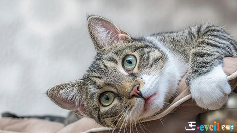 Domestic Shorthair Kedisi