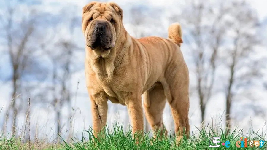 Chinese Shar Pei Chinese Shar Pei