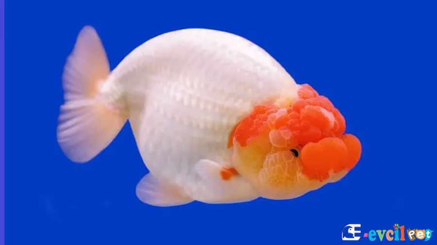 Ranchu Japon Balığı Ranchu Japon Balığı