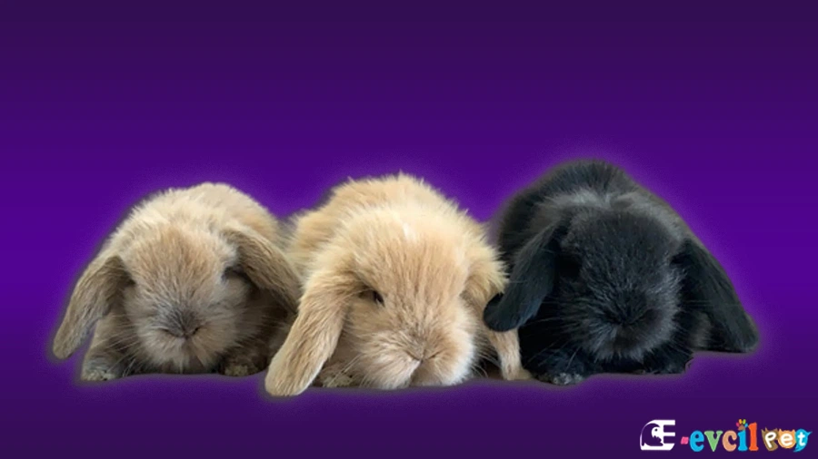 Hollanda Lop Tavşanları İçin Oyuncak ve Aktiviteler