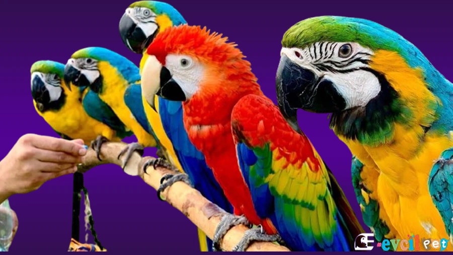 Ara Macaw Papağanı