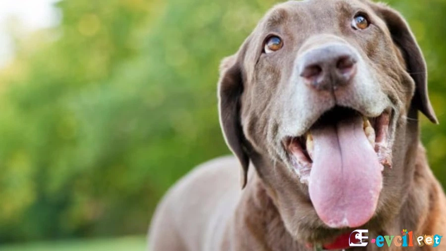 Köpeklerde Kanser