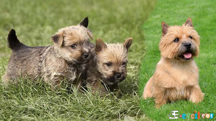 Norwich Terrier Genetik Sağlık Sorunları