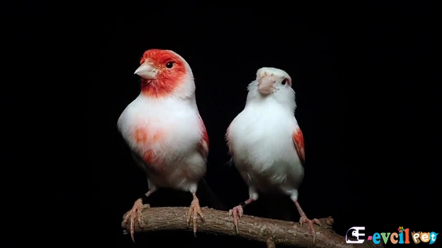 Tüy Rengine Bakarak Cinsiyet Ayrımı