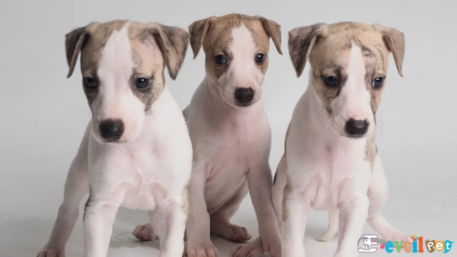 Whippet Genetik Sağlık Sorunları Hastalıkları