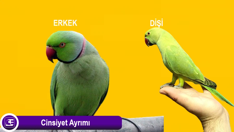 Cinsiyet Ayrımı Erkek Dişi Pakistan Papağanı