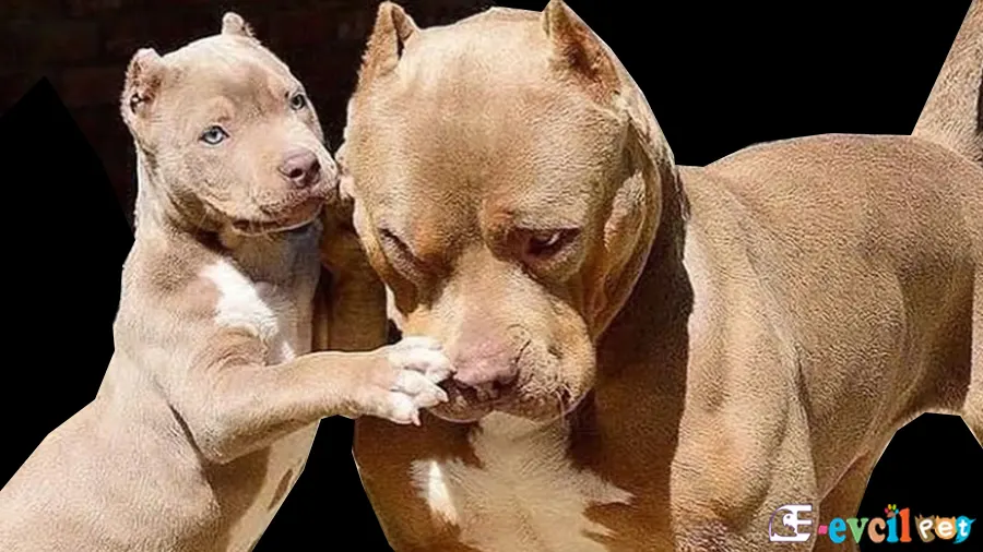 Amerikan Pitbull Terrier Amerikan Pitbull Terrier Sağlık Sorunları Hastalıkları