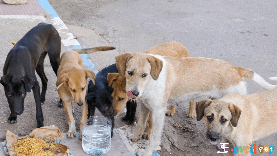 Sokö Genetik Sağlık Sorunları