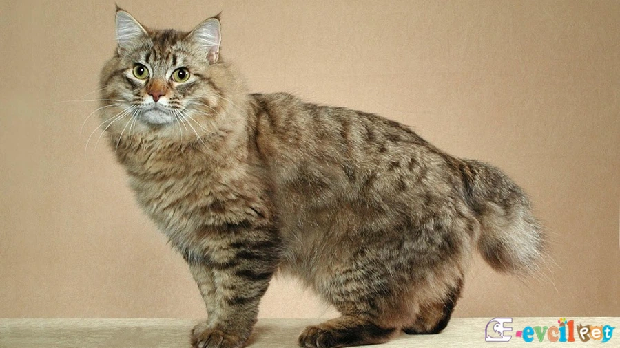 American Bobtail Karakter Özellikleri