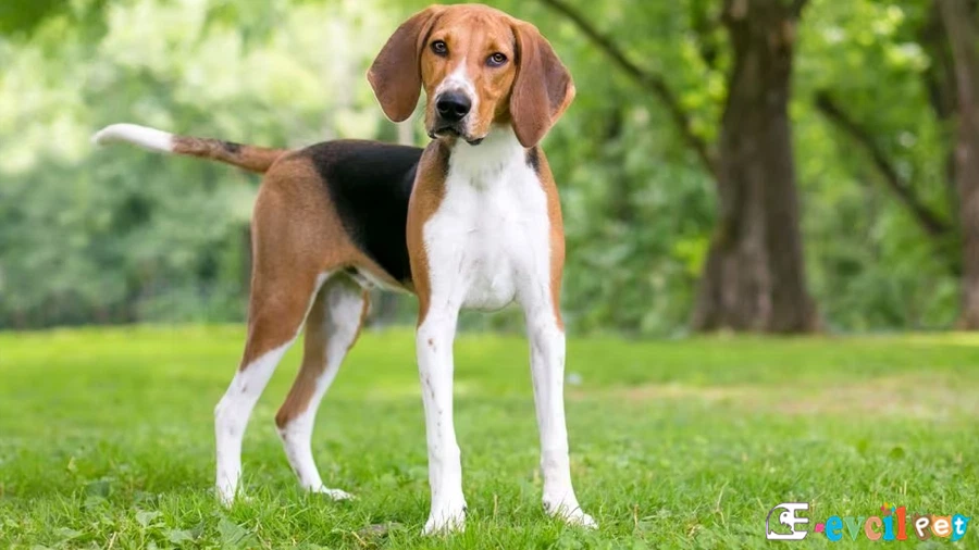 English Foxhound Sağlık Sorunları Hastalıkları (İngiliz Tilki Tazısı)