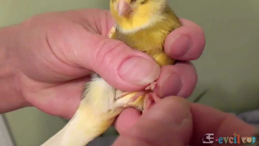Kanarya Tırnak Kesimi Tutuş Şekli