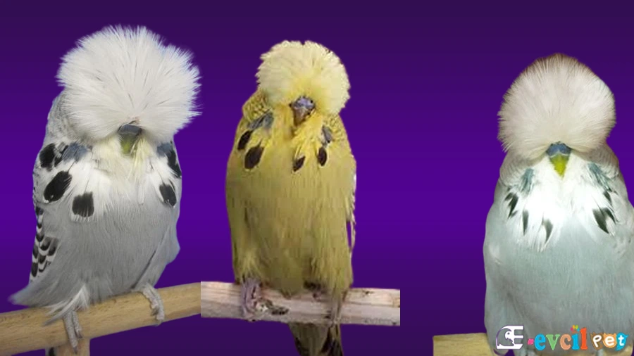 Show Jumbo Muhabbet Kuşu Gri Yeşil ve Mavi Renk