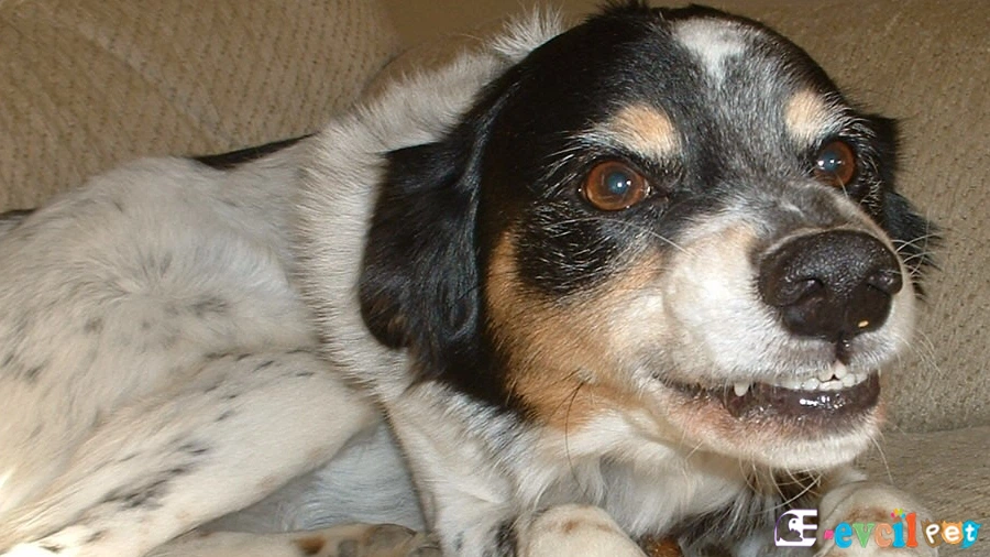 Sahibini ısıran köpeğe ne yapmalı?