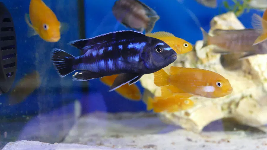 Melanochromis Johannii akvaryumu