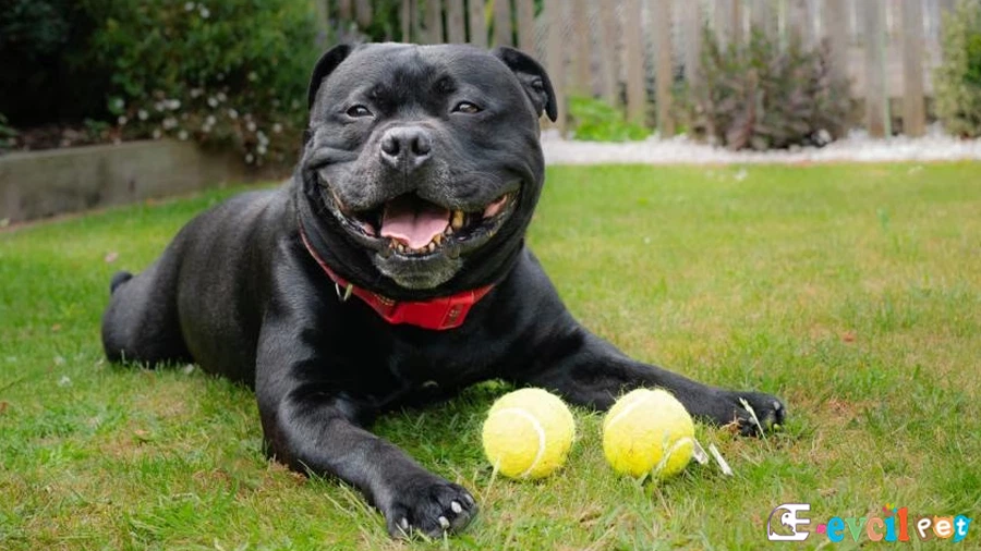Staffordshire Bull Terrier Bakımı ve Beslenmesi