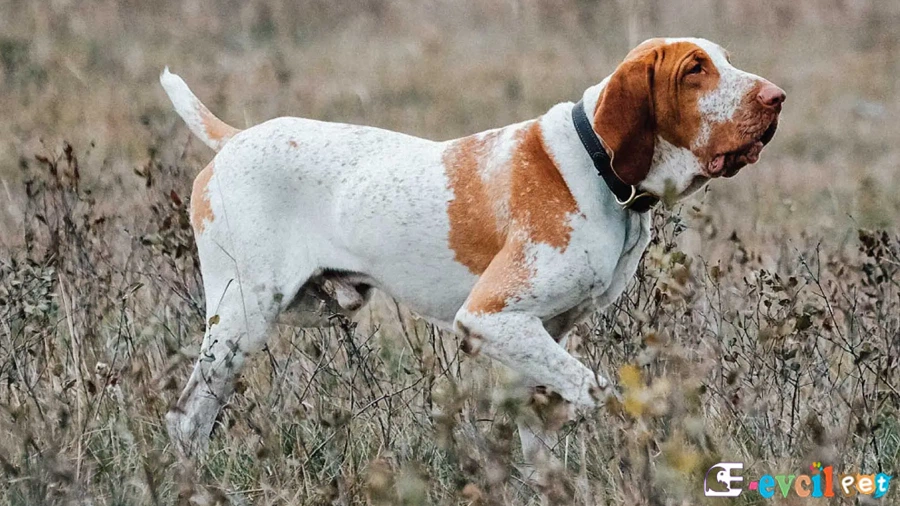 Bracco Italiano Temel Eğitimi ve Tuvalet Eğitimi