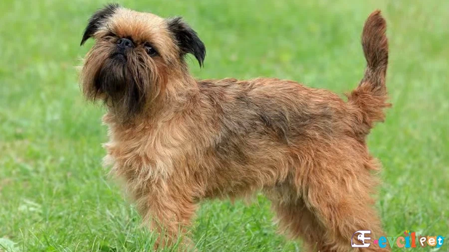 Affenpinscher Genetik Sağlık Sorunları Hastalıkları