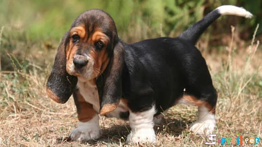Basset Hound Basset Hound Temel Eğitimi ve Tuvalet Eğitimi