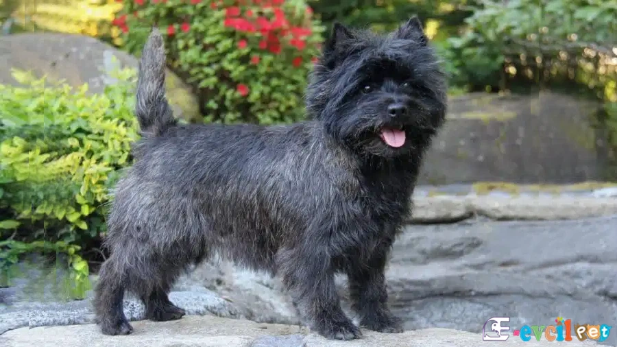 Cairn Terrier Cairn Terrier Bakımı ve Beslenmesi