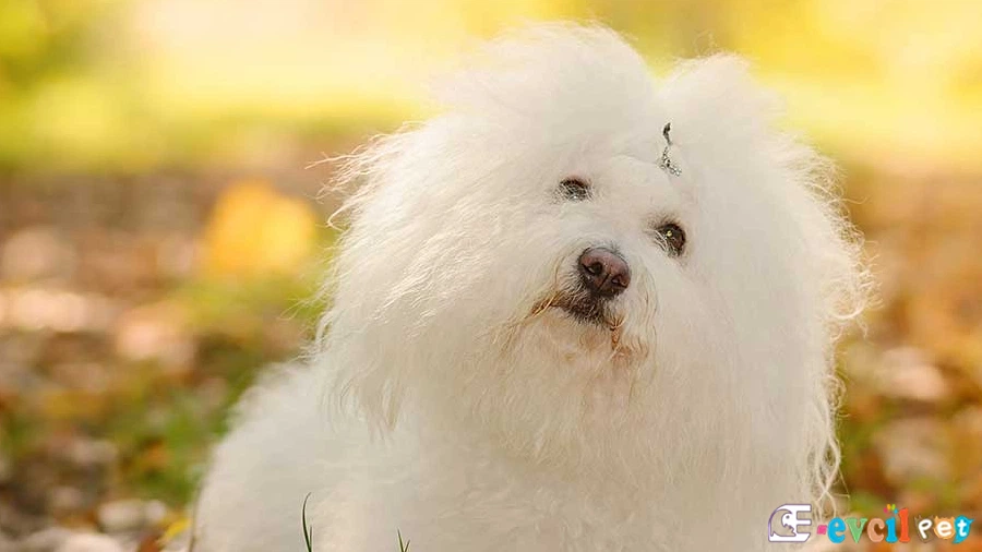 Bichon Bolognese Bakımı ve Beslenmesi