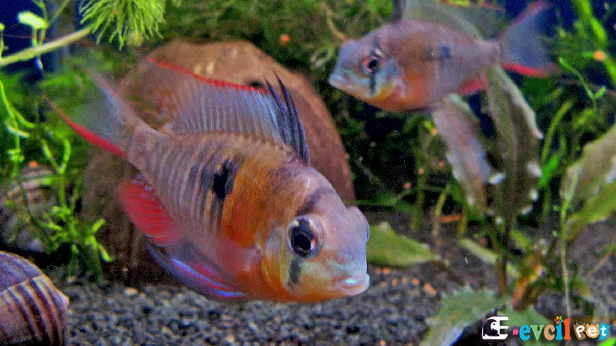 Bolivian Ram Akvaryumu