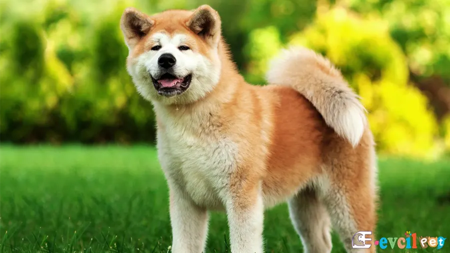 Akita inu Bahçede Kızıl Renk