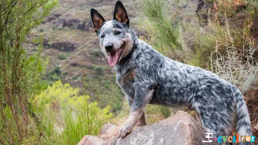 Avustralya Sığır Çoban Köpeği (Australian Cattle Dog) Avustralya Sığır Çoban Köpeği Temel Eğitimi ve Tuvalet Eğitimi (Australian Cattle Dog)