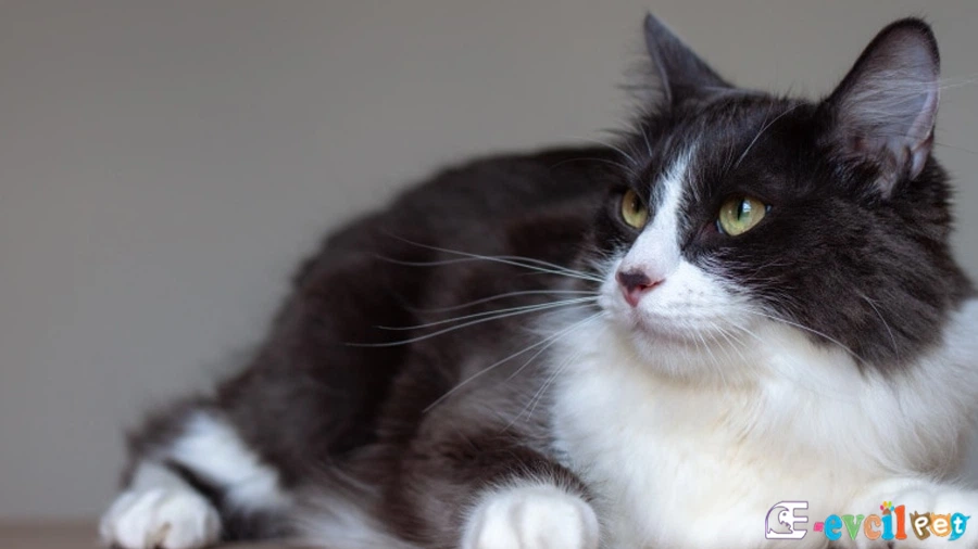 Domestic Medium Hair Kedisi