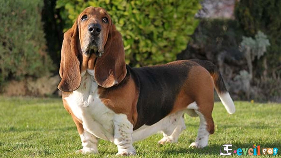 Basset Hound Basset Hound Karakter Özellikleri