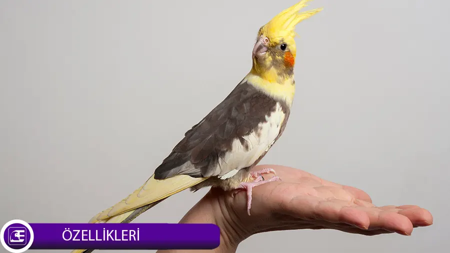Sultan Papağanı Özellikleri Sultan Papağanı Özellikleri