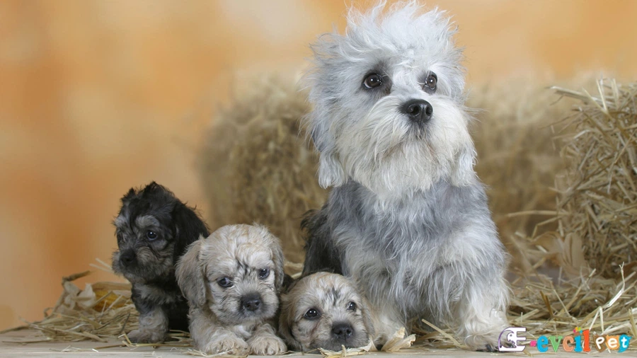 Dandie Dinmont Terrier Bakımı ve Beslenmesi