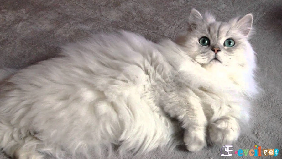 Chinchilla (Çinçila) Temel Eğitimi ve Tuvalet Eğitimi