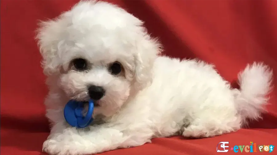 Bichon Frise Karakter Özellikleri