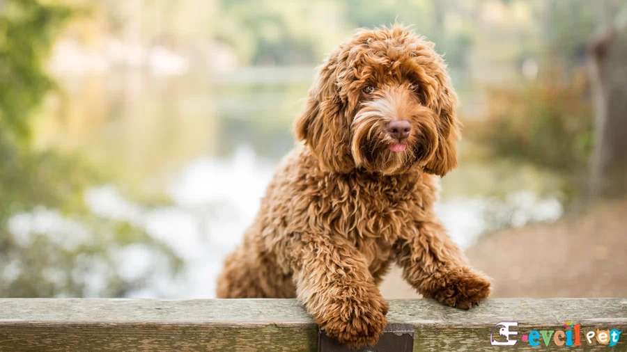 Labradoodle Temel Eğitimi ve Tuvalet Eğitimi