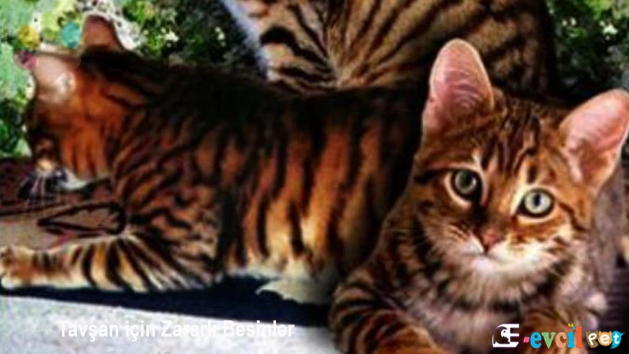 Ussuri Kedi Karakter Özellikleri