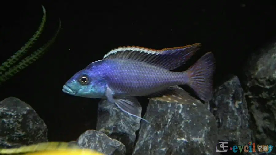 Protomelas Similis Tank