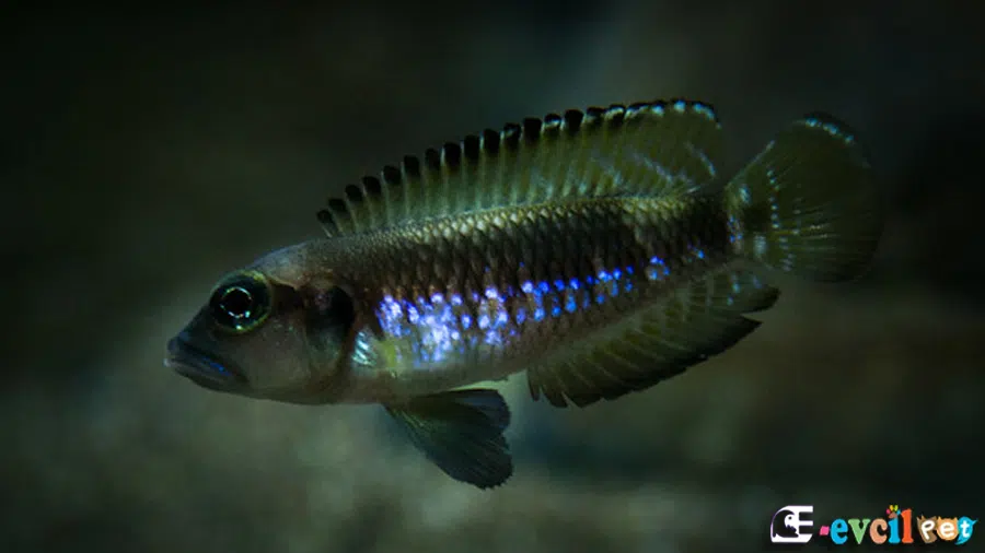 Lamprologus speciosus (Siyah Ocellatus) Erkek