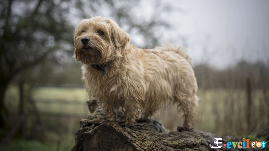 Norfolk Terrier Bakımı ve Beslenmesi