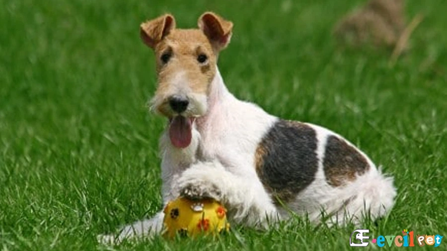 Wire Fox Terrier Fiziksel Özellikleri (Tel Tüylü Tilki Teriyeri)