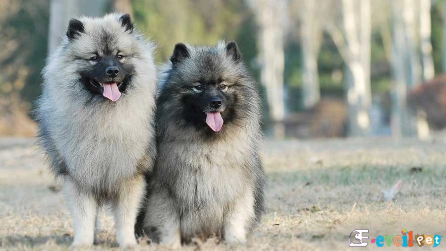 Keeshond Temel Eğitimi ve Tuvalet Eğitimi