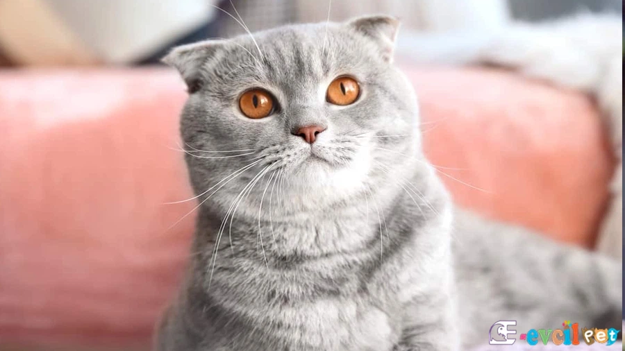 Scottish Fold Karakter Özellikleri