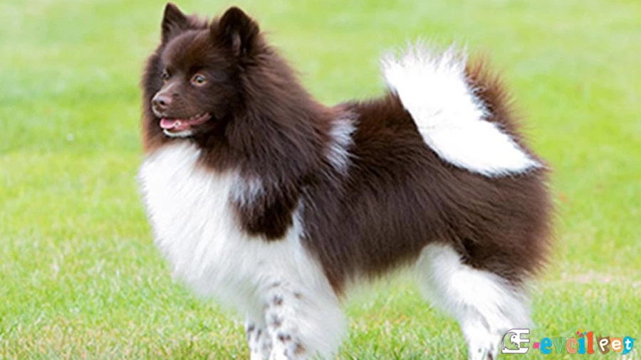 Alman Spitz Temel Eğitimi ve Tuvalet Eğitimi (German Spitz)