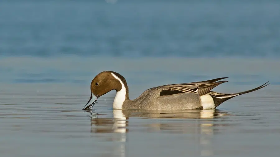 Kılkuyruk (Anas acuta) Yüzerken