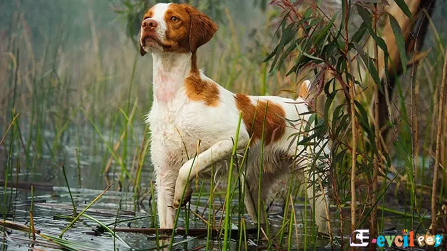 Brittany Spaniel Brittany Spaniel Karakter Özellikleri