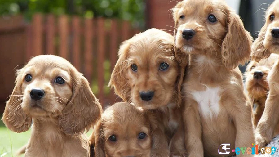 İngiliz Cocker Spaniel Sağlık Sorunları Hastalıkları