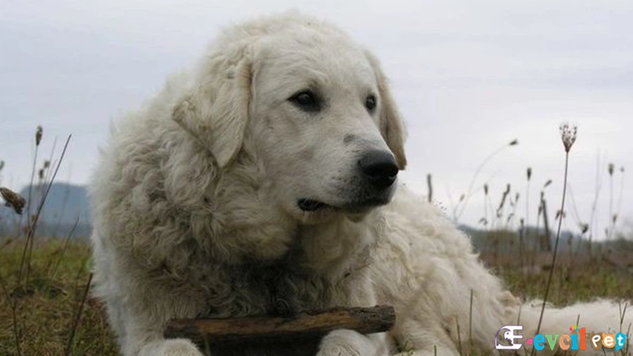 Kuvasz Bakımı ve Beslenmesi