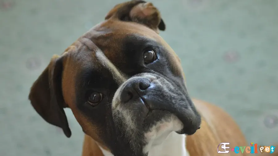 Boxer Köpek (Boksör) Boxer Karakter Özellikleri (Boksör)